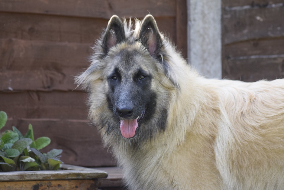 Argent - Vonandraste Belgian Shepherds - Tervueren