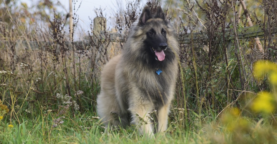 Belgian Shepehrd Tervueren - Argent