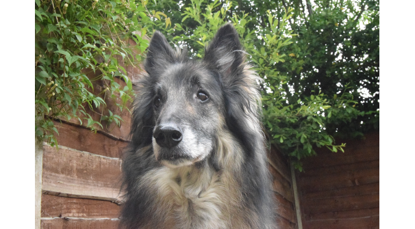 Baron - Vonandraste Belgian Shepherds