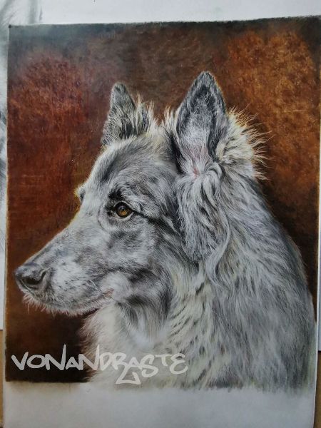 Baron, Tervueren Belgian Shepherd - Coloured Pencils