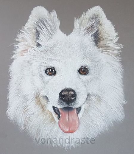 Becky, Samoyed - Pastel Pencils