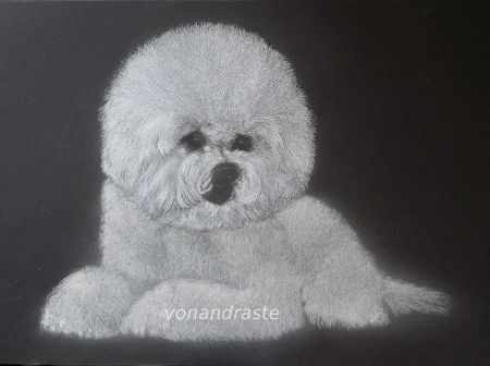 Bichon Frise - charcoal portrait