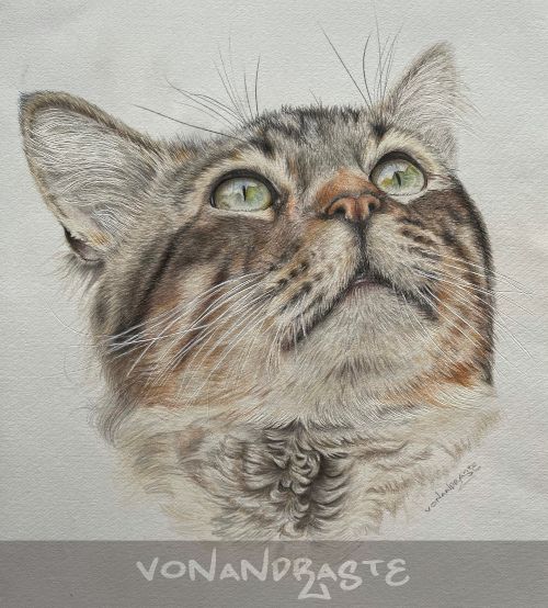 Cat in Coloured Pencils - Drawing/Art