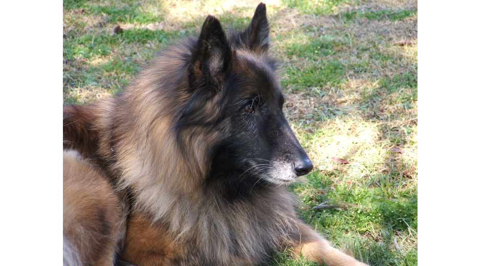 Gabi - Belgian Shepherd Tervueren - Vonandraste