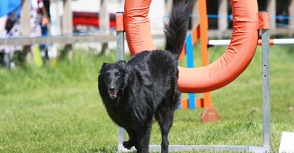 Belgian Shepherd Groenendael - Giorja