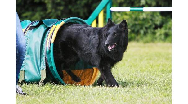 Giorja - Vonandraste Belgian Shepherds