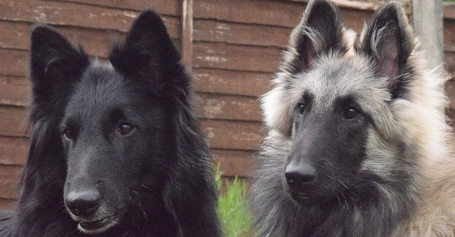 Belgian Shepherds - Mac and Miss G