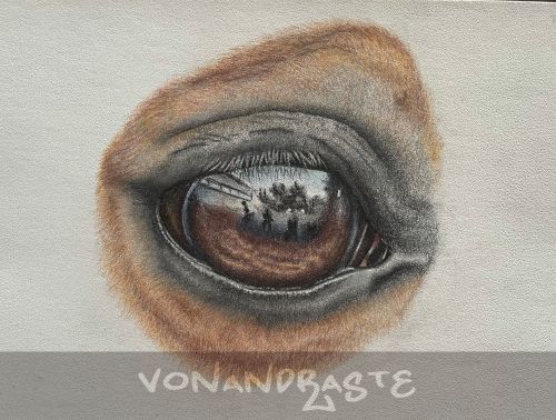 Horse eye in Coloured Pencils - Drawing/Art