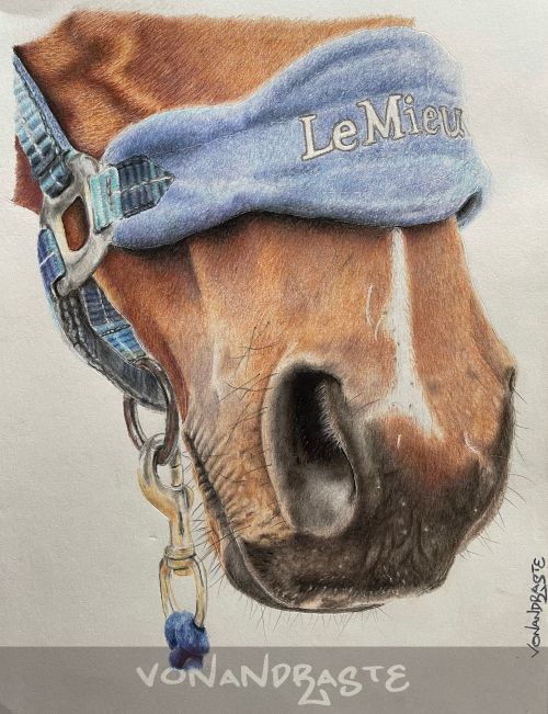 Horse muzzle in Coloured Pencils - Drawing/Art