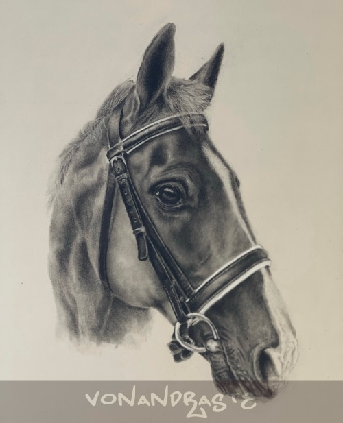 Horse in Coloured Pencils - Drawing/Art