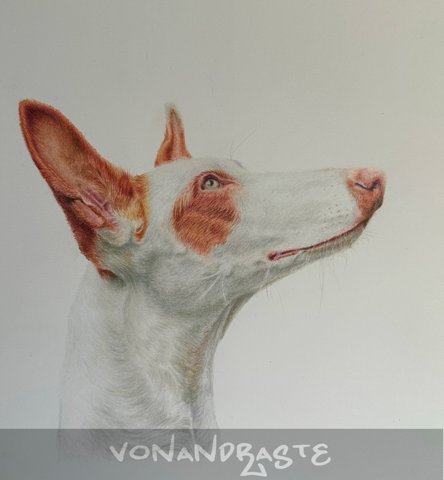 Ibizan hound in Coloured Pencils - Drawing/Art