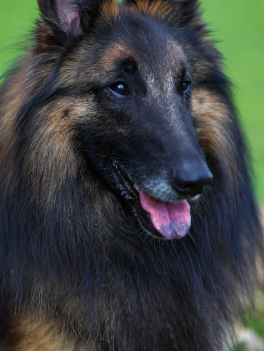 Iggy - Vonandraste Belgian Shepherds