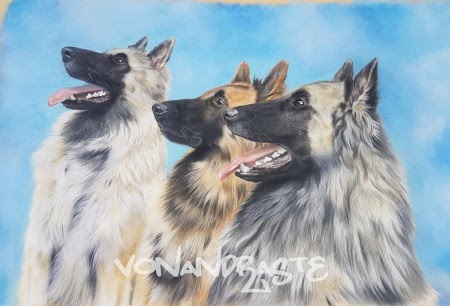 Argent, Mojo and Macleod, Tervueren (Belgian Shepherds) - Pastel Portrait