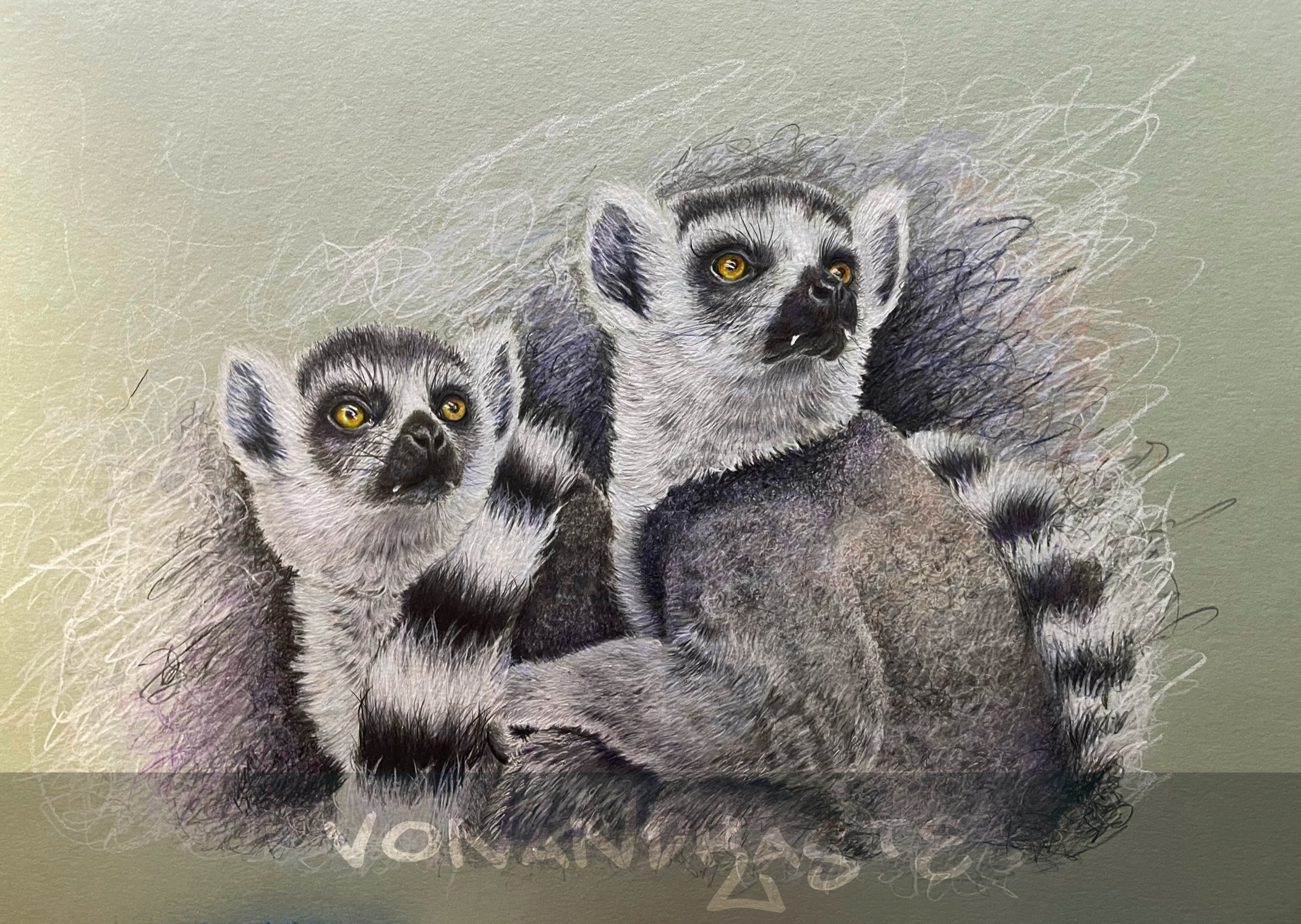 Lemurs in Coloured Pencils - Drawing/Art