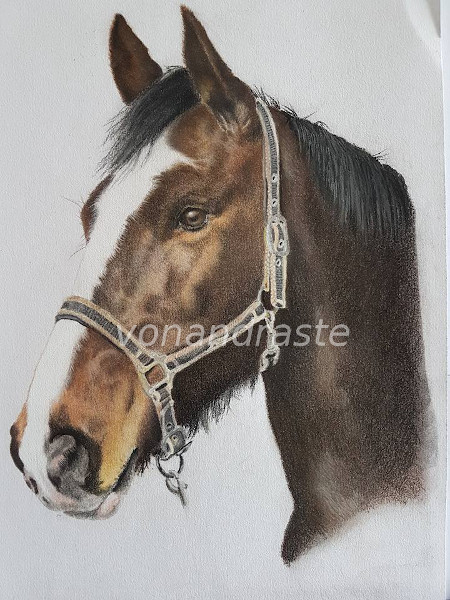 Libby - pastel portrait