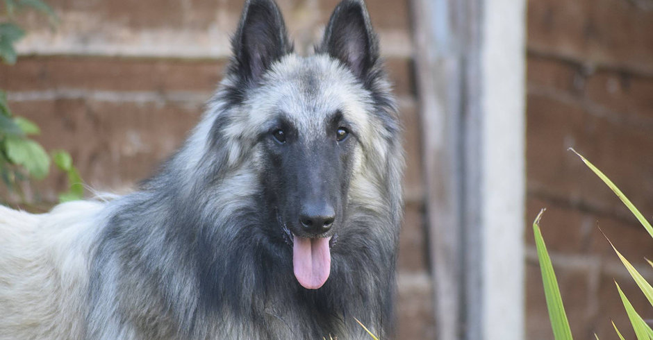 Belgian Shepherd Tervueren - Mac