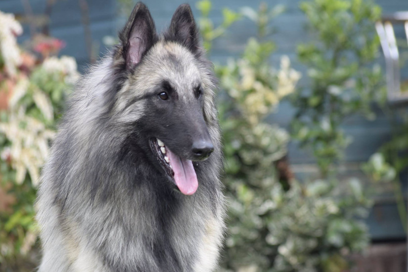 Macleod - Vonandraste Belgian Shepherds