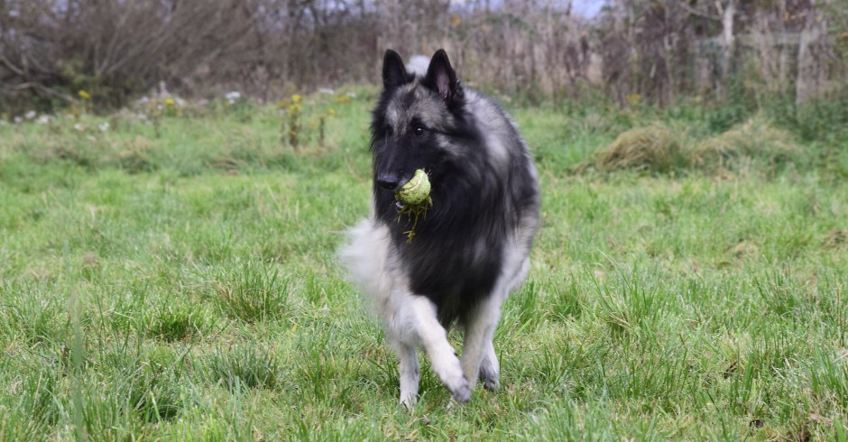 Belgian Shepherd Tervueren - Macleod