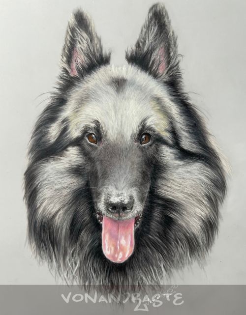 Macleod, Belgian Shehperd Tervueren in Coloured Pencils - Drawing/Art