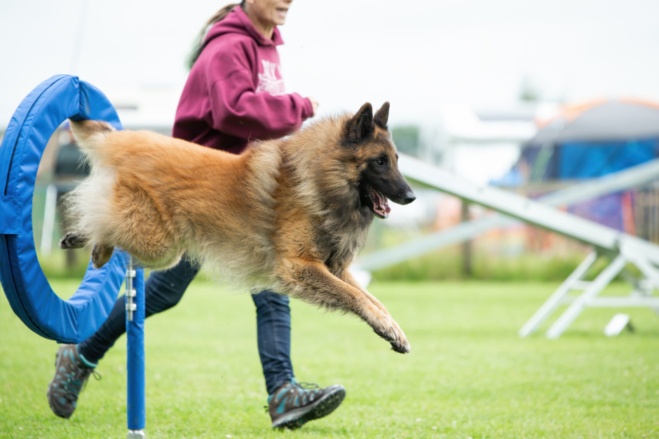 Mojo - Vonandraste Belgian Shepherds