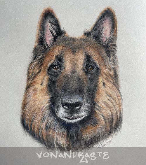 Mojo, Belgian Shepherd Tervueren in Coloured Pencils - Drawing/Art