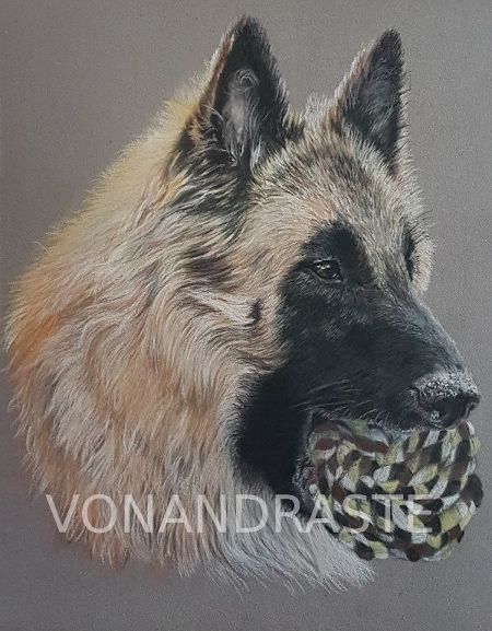 Mojo, Tervueren - Pastel portrait