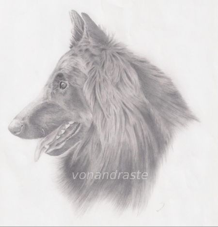 Groenendael - pencil portrait