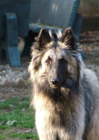 Ziggy - Vonandraste Belgian Shepherds