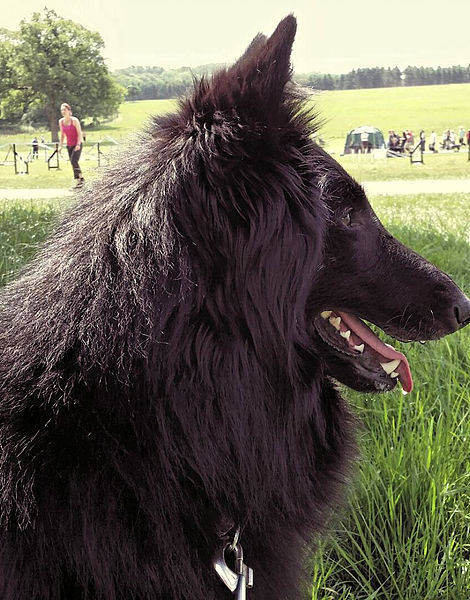 Miss G - Vonandraste Belgian Shepherds