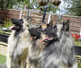 Argent, Mojo and Macleod - Vonandraste Belgian Shepherds