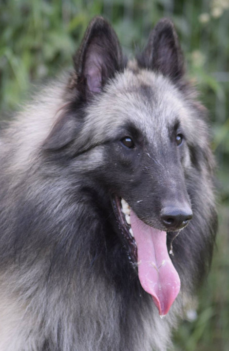 Macleod - Vonandraste Belgian Shepherds