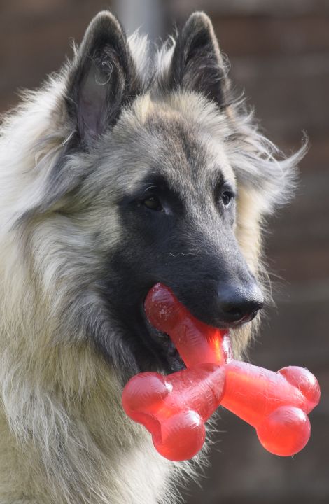 Argent - Vonandraste Belgian Shepherds