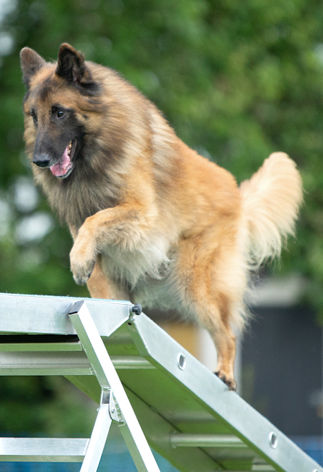 Mojo - Vonandraste Belgian Shepherds