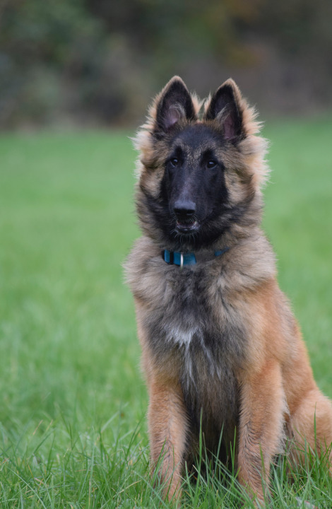 Iggy - Vonandraste Belgian Shepherds