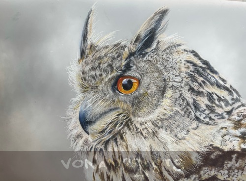 Owl in Coloured Pencils - Drawing/Art