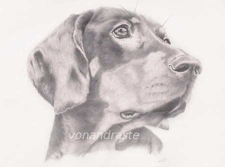 Polish Hunting Dog - pencil portrait