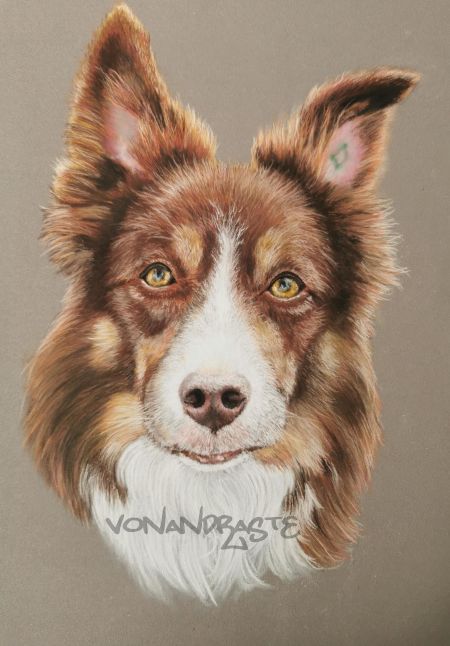 Rio, Border Collie in Pastels - Drawing/Art