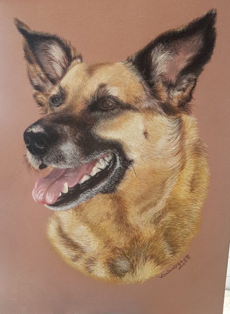 Sadie, Malinois X - Pastel Portrait