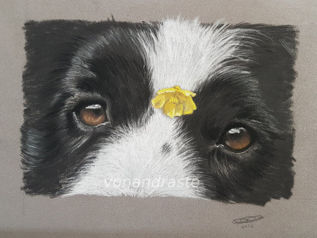 Tank - pastel portrait