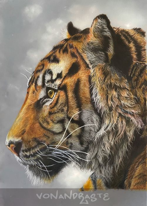 Tiger in Coloured Pencils - Drawing/Art