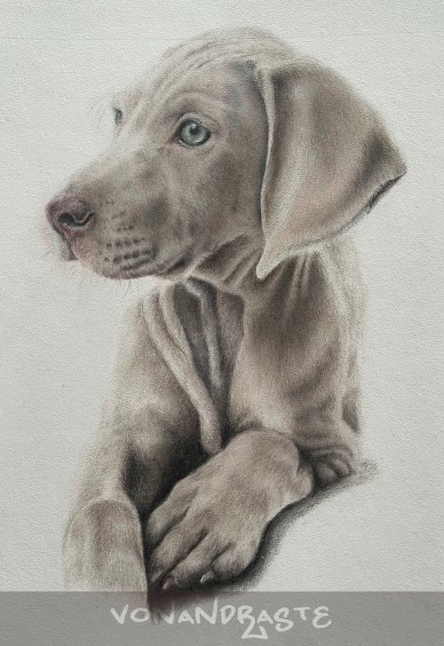 Weimeraner Puppy in Coloured Pencils - Drawing/Art