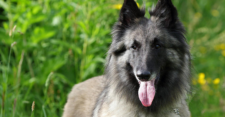 Belgian Shepherd Tervueren - Ziggy