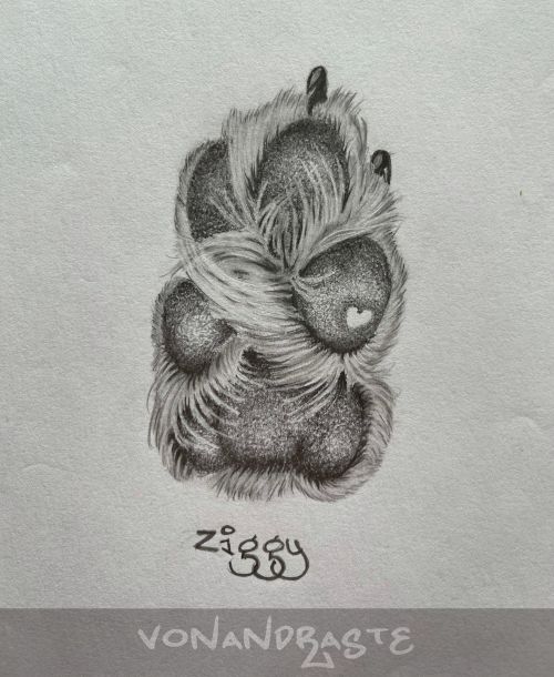 Graphite sketch of Ziggy's Paw - Drawing/Art