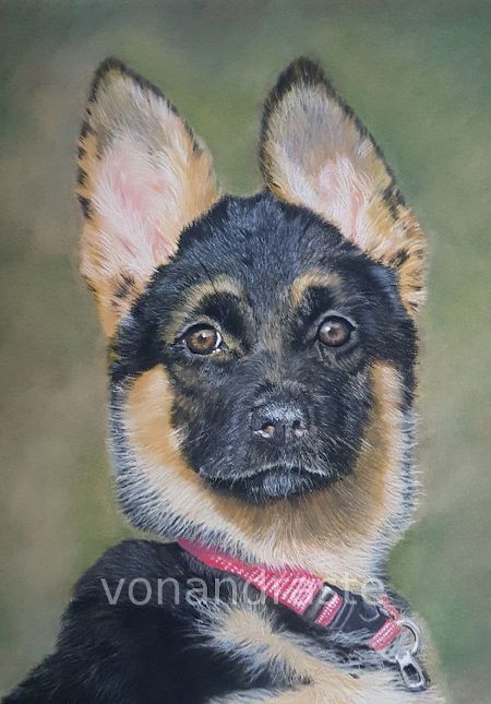 Zita - pastel portrait