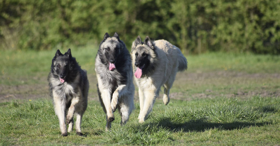 Belgian Shepherds running - Ziggy, Mac and Argent