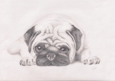 Pug - pencil portrait